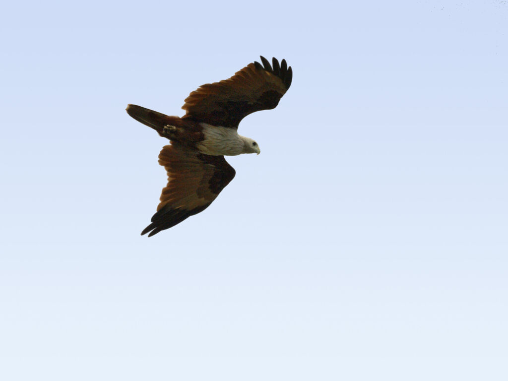 Brahminy Kite