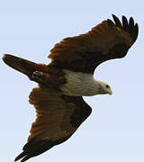 Brahminy Kite