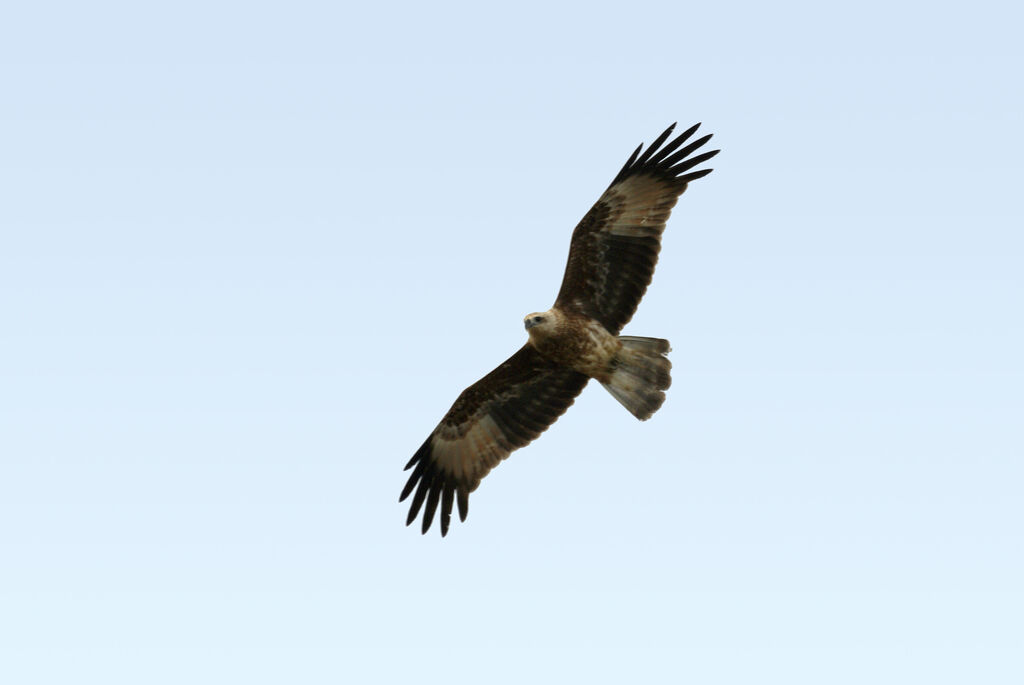 Brahminy Kitejuvenile