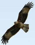 Brahminy Kite