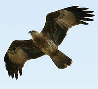 Brahminy Kite