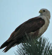 Brahminy Kite