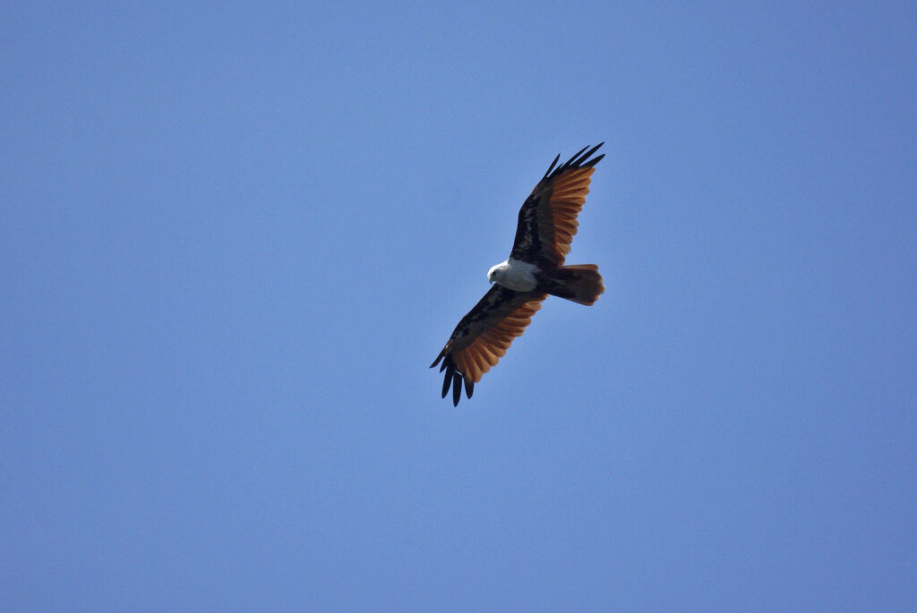 Brahminy Kite