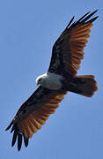 Brahminy Kite