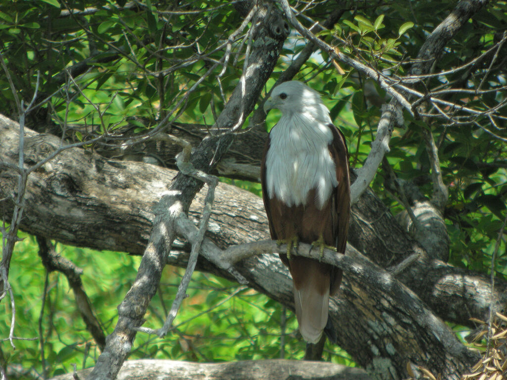 Brahminy Kite