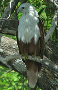 Brahminy Kite