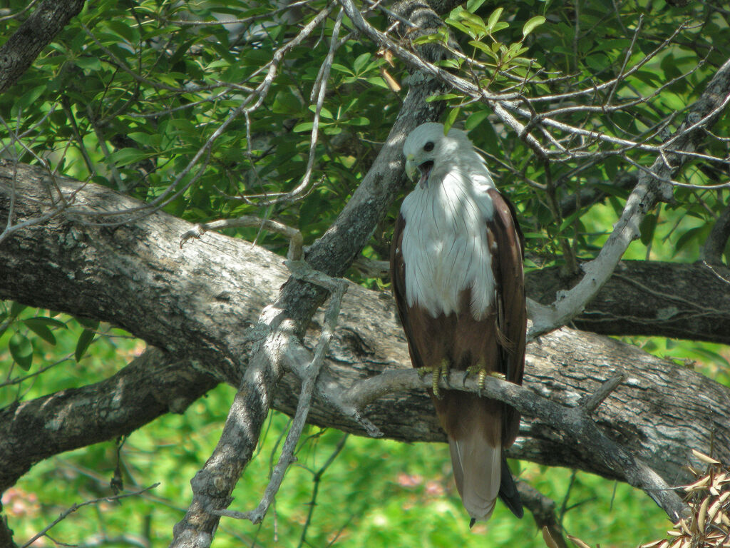 Brahminy Kite