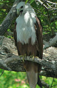 Brahminy Kite