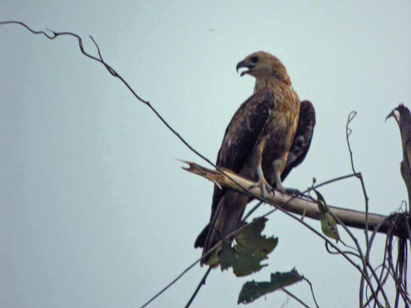 Whistling Kite