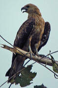 Whistling Kite