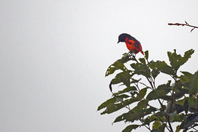 Minivet à bec court