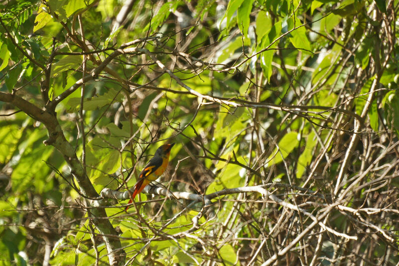 Minivet écarlate