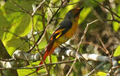 Minivet écarlate