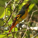 Minivet écarlate