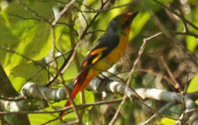 Minivet écarlate