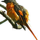 Minivet mandarin