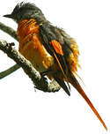 Minivet mandarin