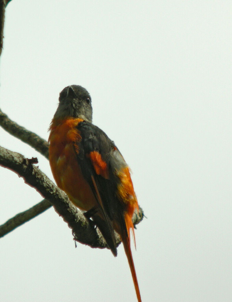 Minivet mandarin mâle