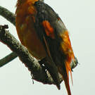 Minivet mandarin
