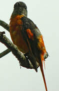 Grey-chinned Minivet