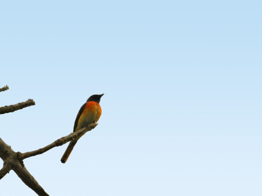 Small Minivet