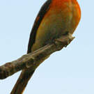 Minivet oranor