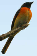 Small Minivet