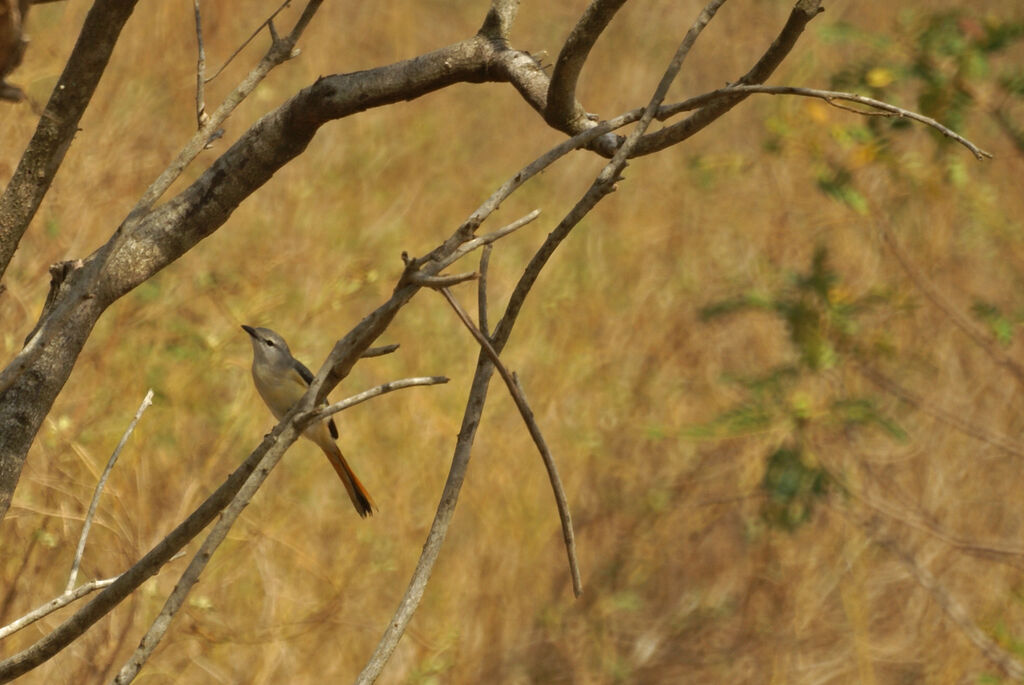 Small Minivet