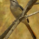 Minivet oranor
