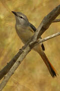 Small Minivet