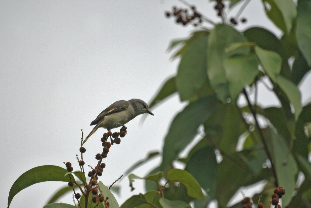 Minivet oranor femelle