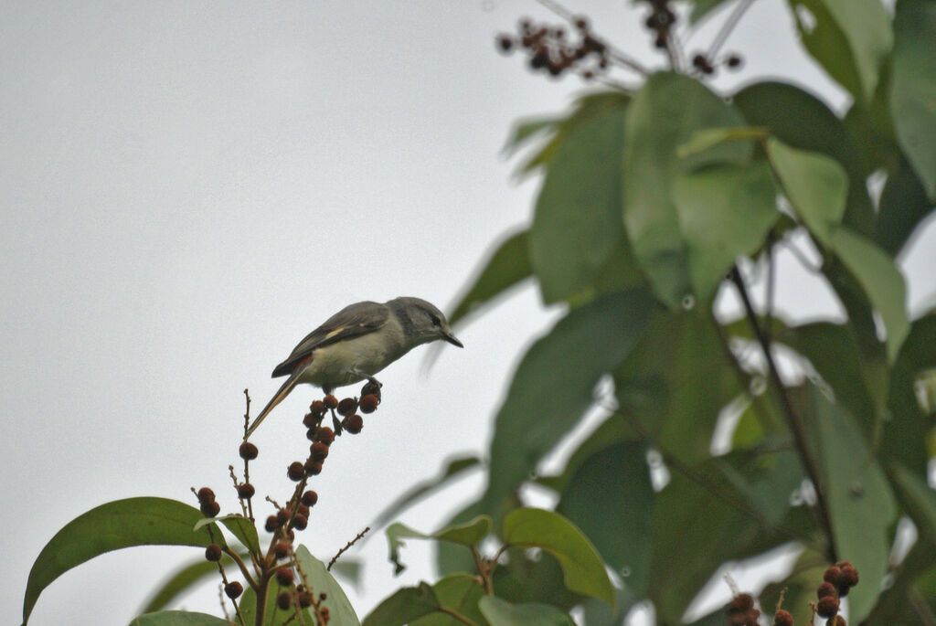 Small Minivet female