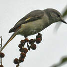 Minivet oranor