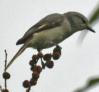 Small Minivet