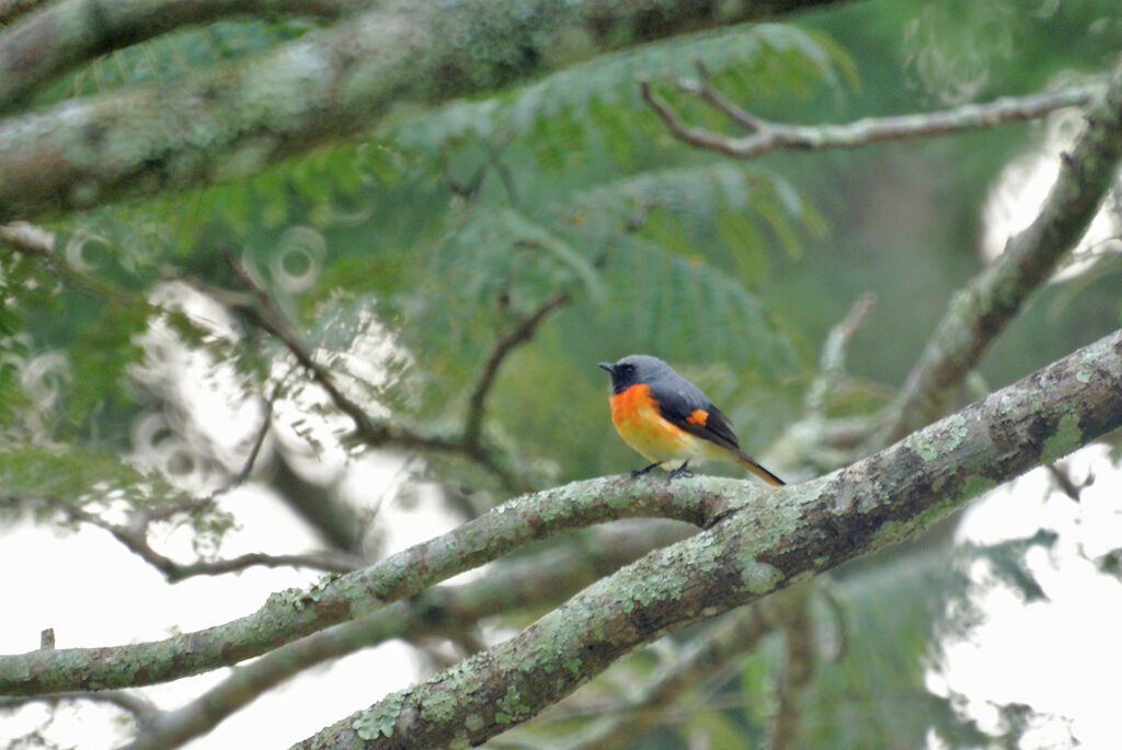 Minivet oranor