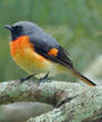 Minivet oranor