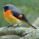 Minivet oranor