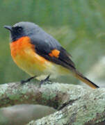 Small Minivet