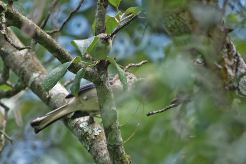 Blue-winged Minla