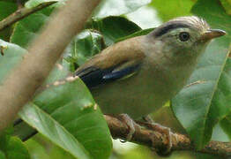 Blue-winged Minla