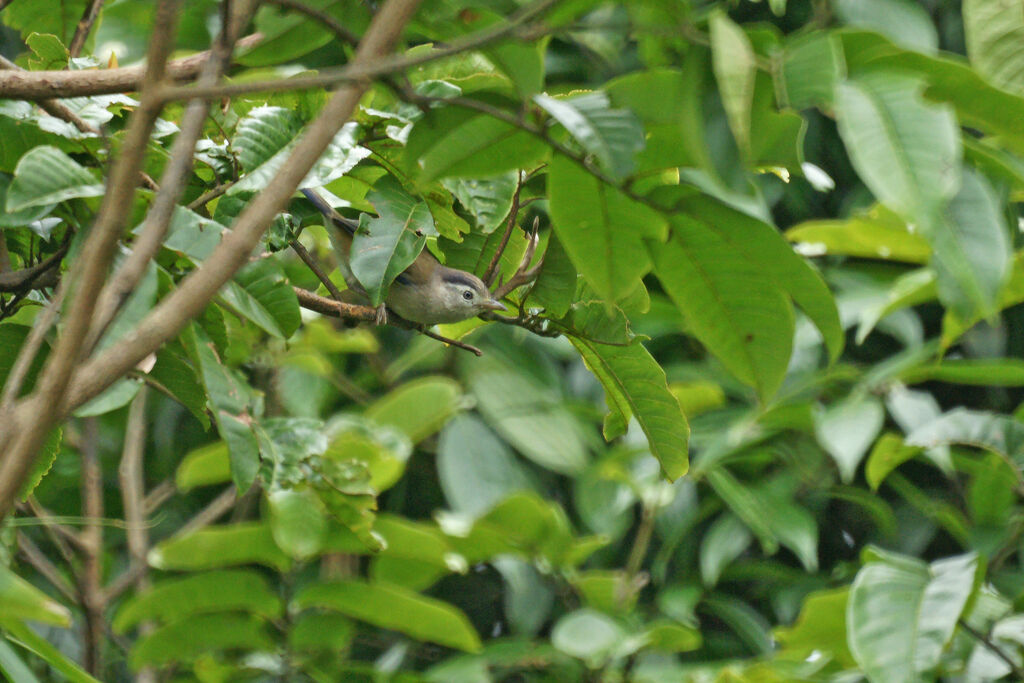 Minla à ailes bleues