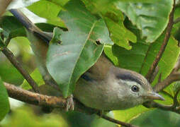 Blue-winged Minla