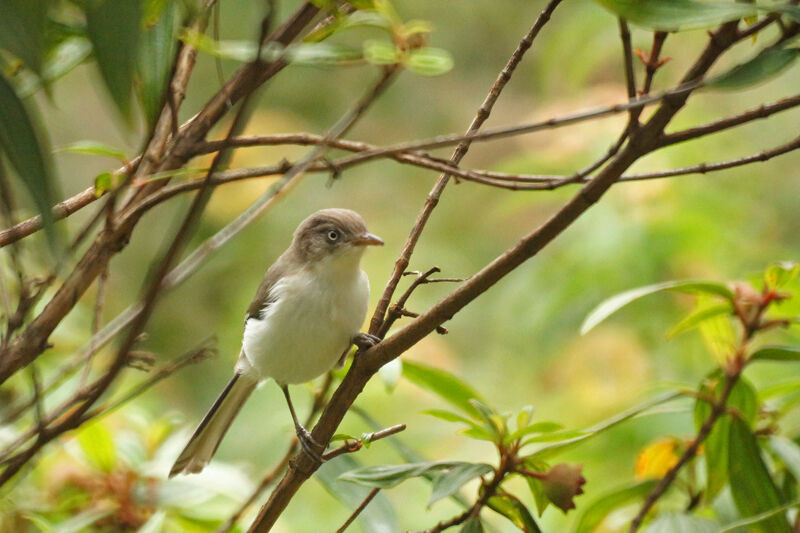 Blue-winged Minla