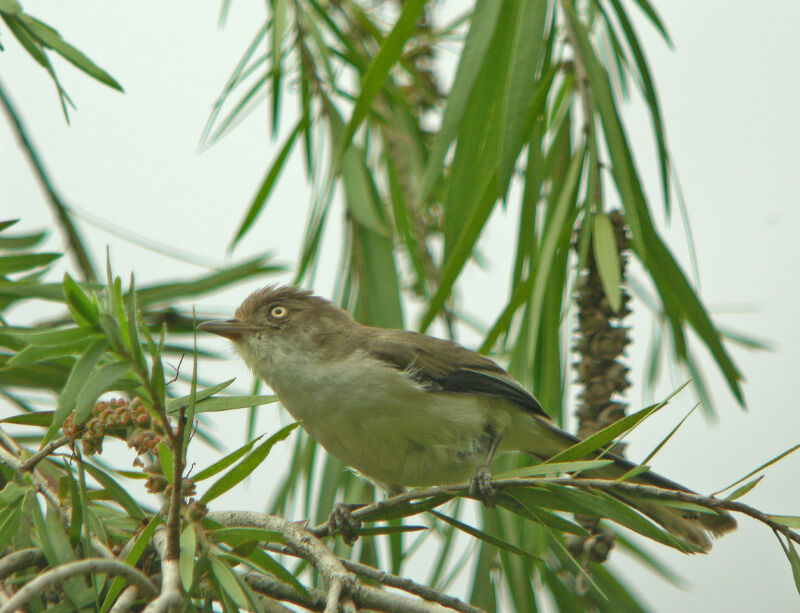 Blue-winged Minla