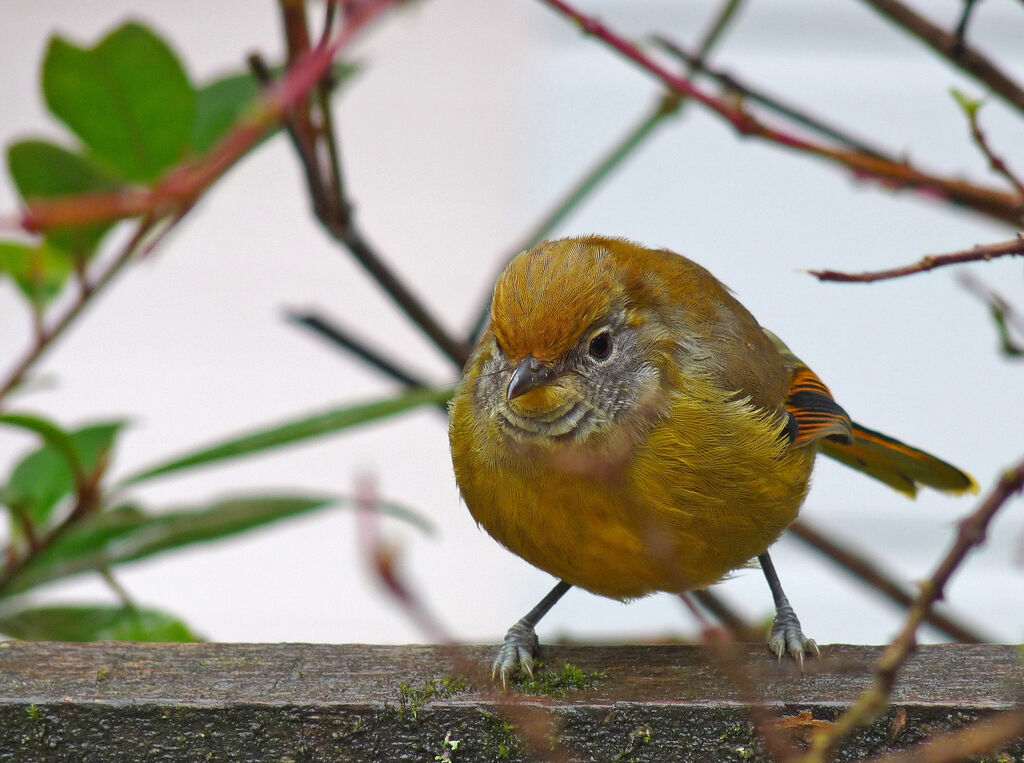 Bar-throated Minla