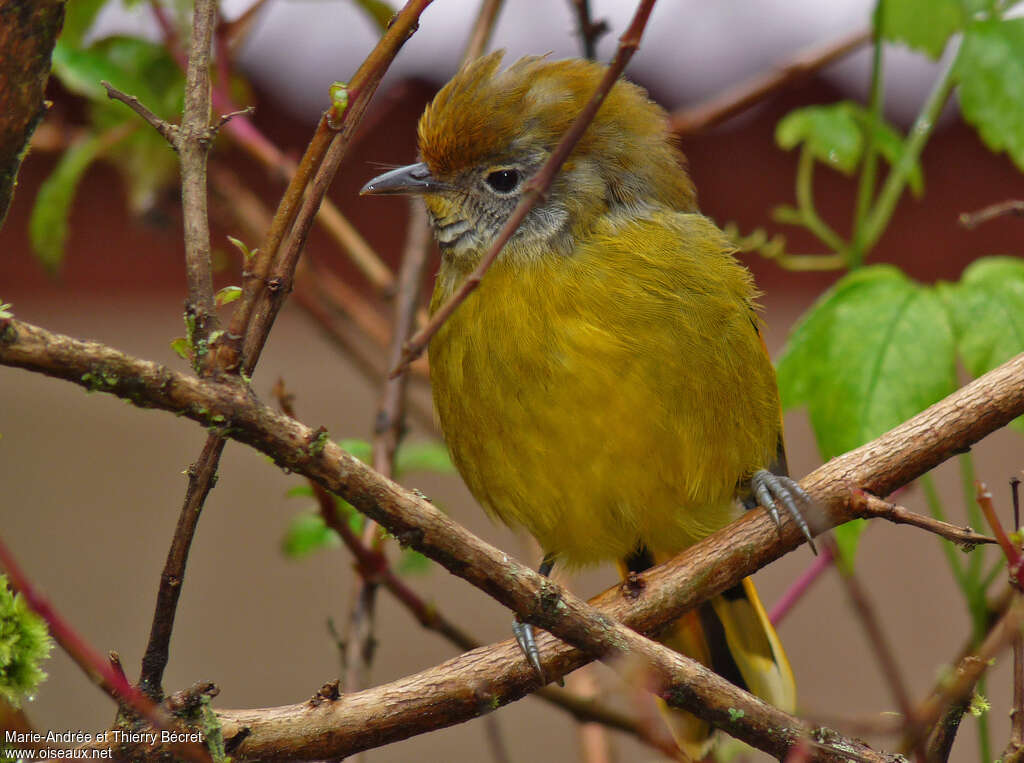 Bar-throated Minlaadult, Behaviour