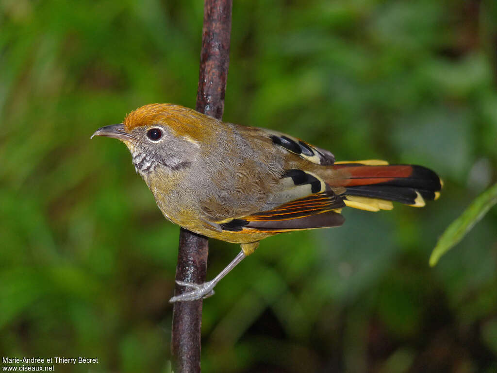 Bar-throated Minla, identification