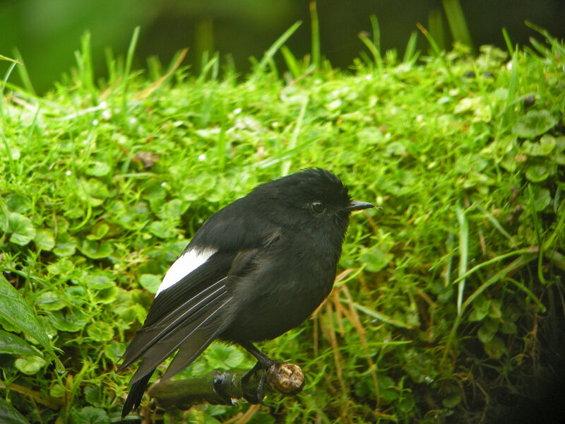 White-winged Robin