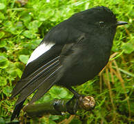 White-winged Robin