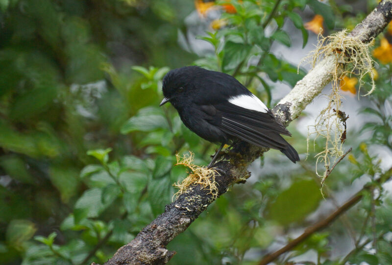 White-winged Robin